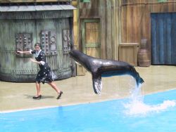 Image taken by a Canon G1 at Seaworld San Antonio by Terry Moore 